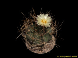 Astrophytum capricorne v. aureum 1259